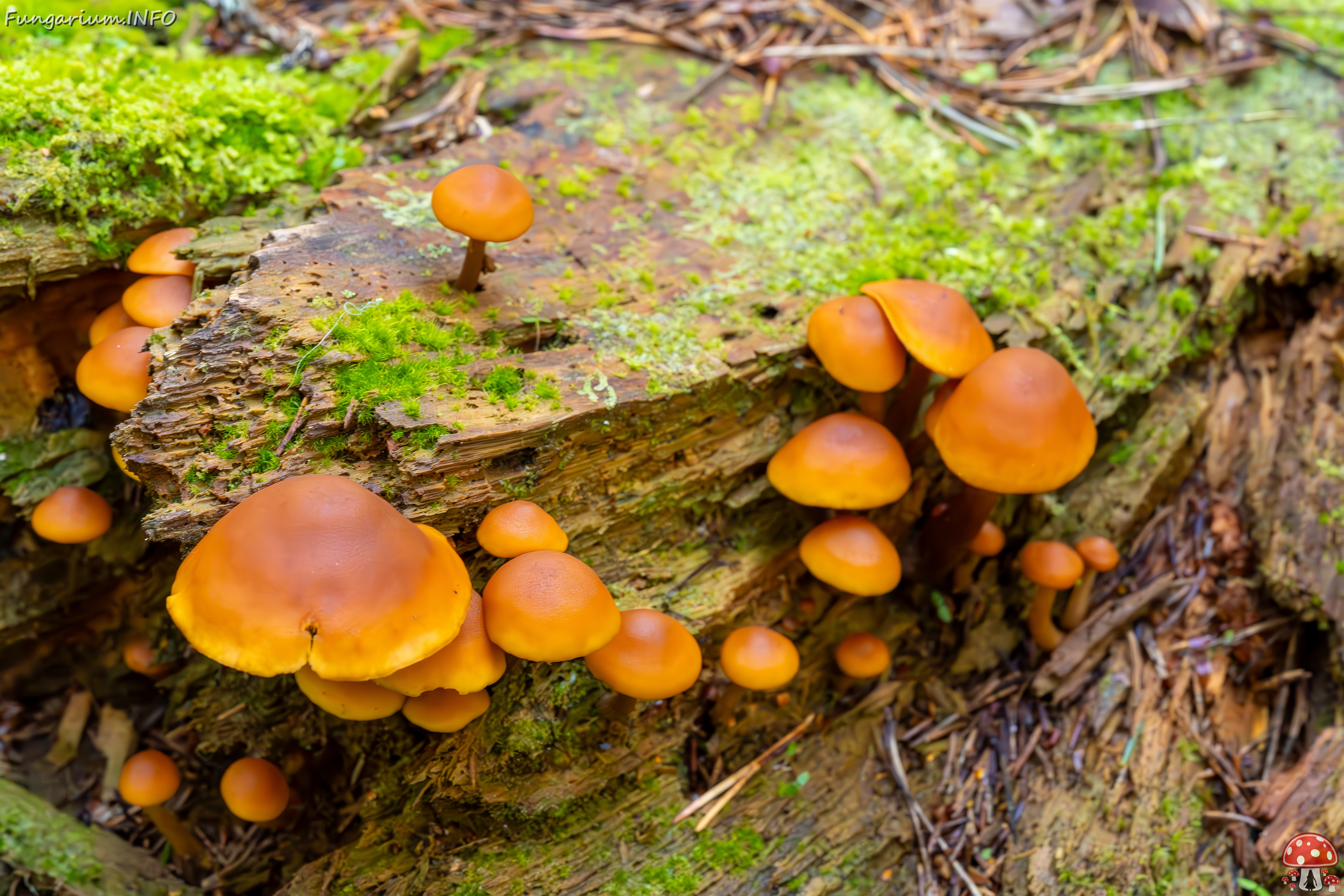 gymnopilus-picreus_2023-09-14_1-2 