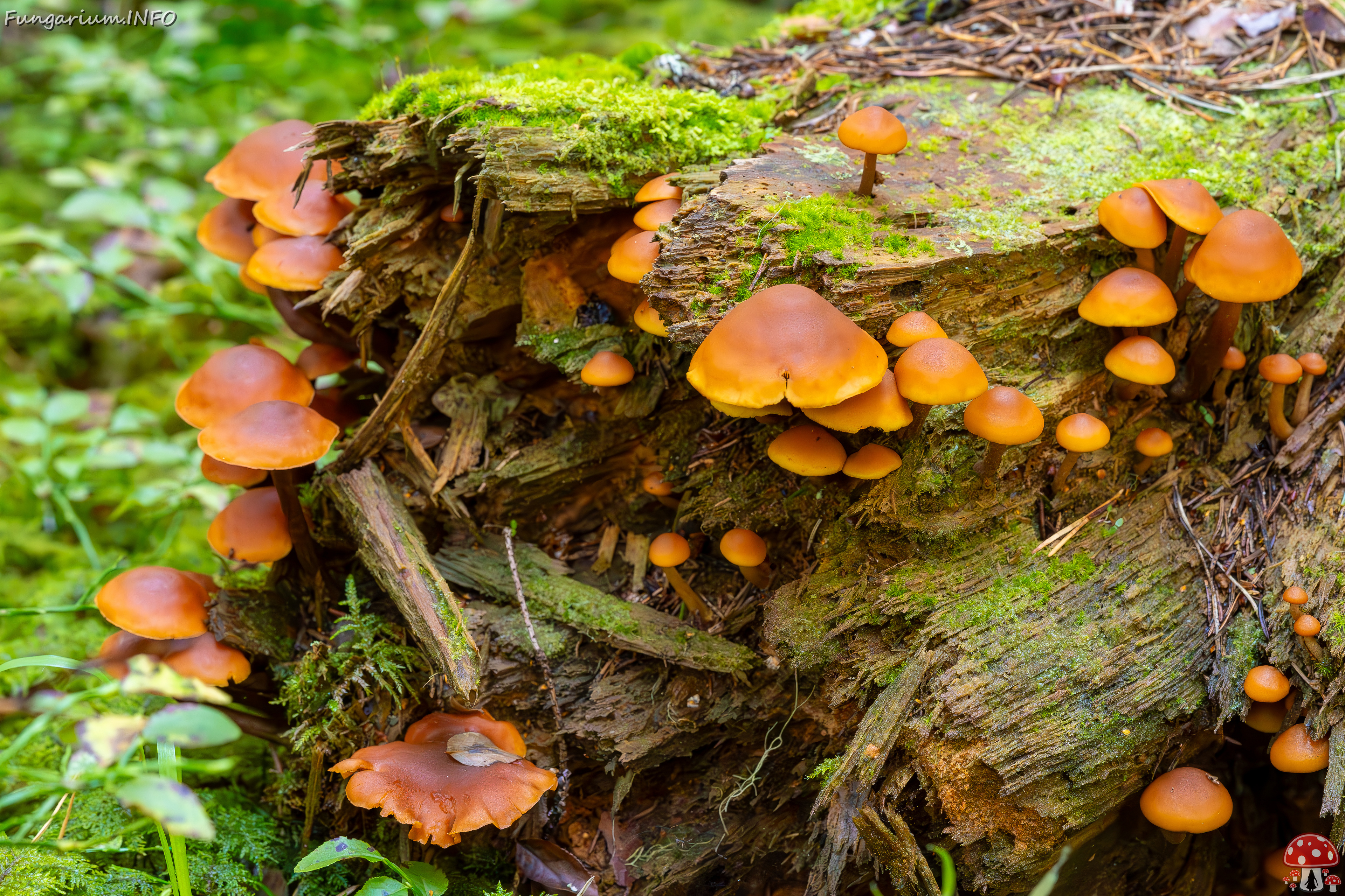 gymnopilus-picreus_2023-09-14_1-7 