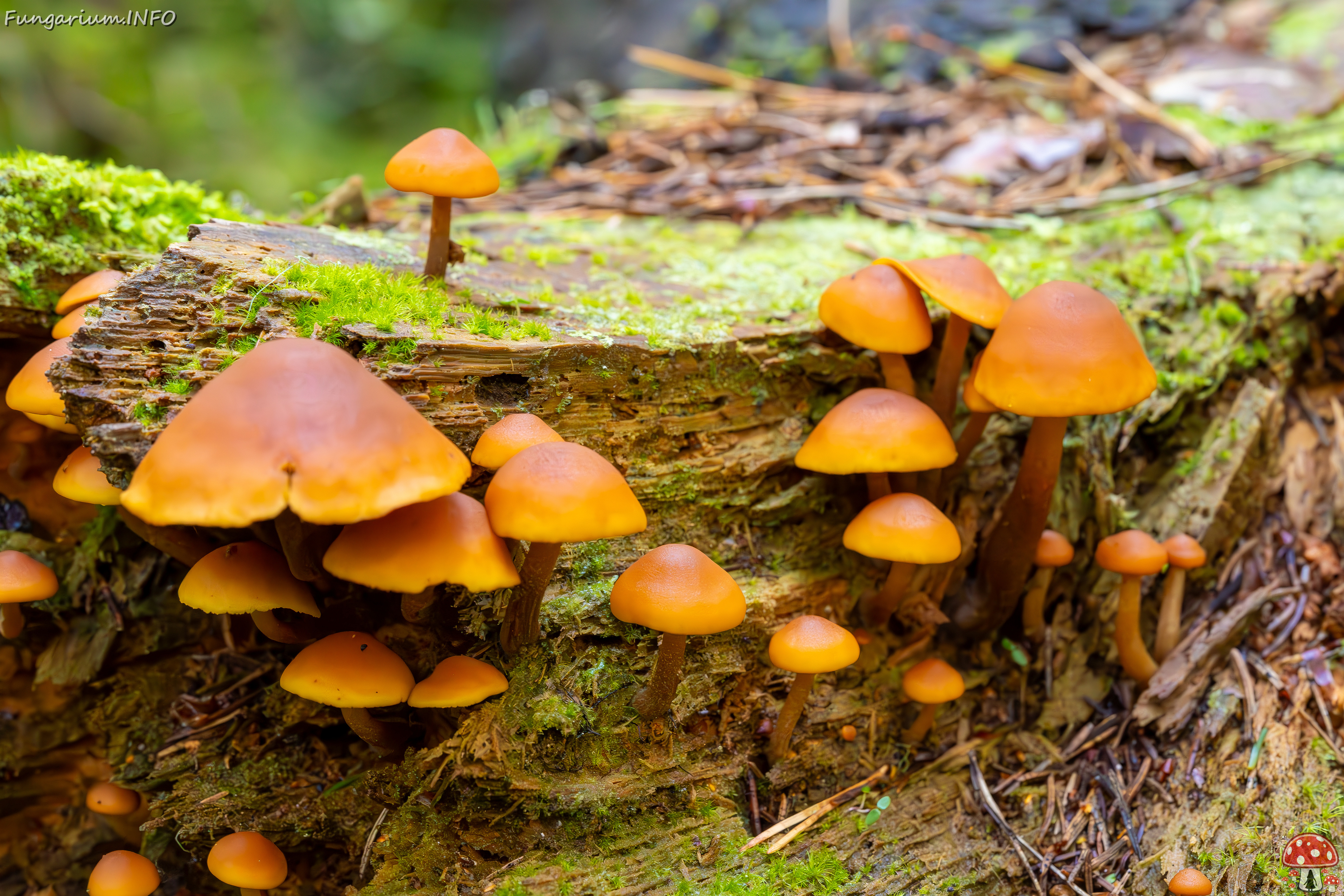 gymnopilus-picreus_2023-09-14_1-9 