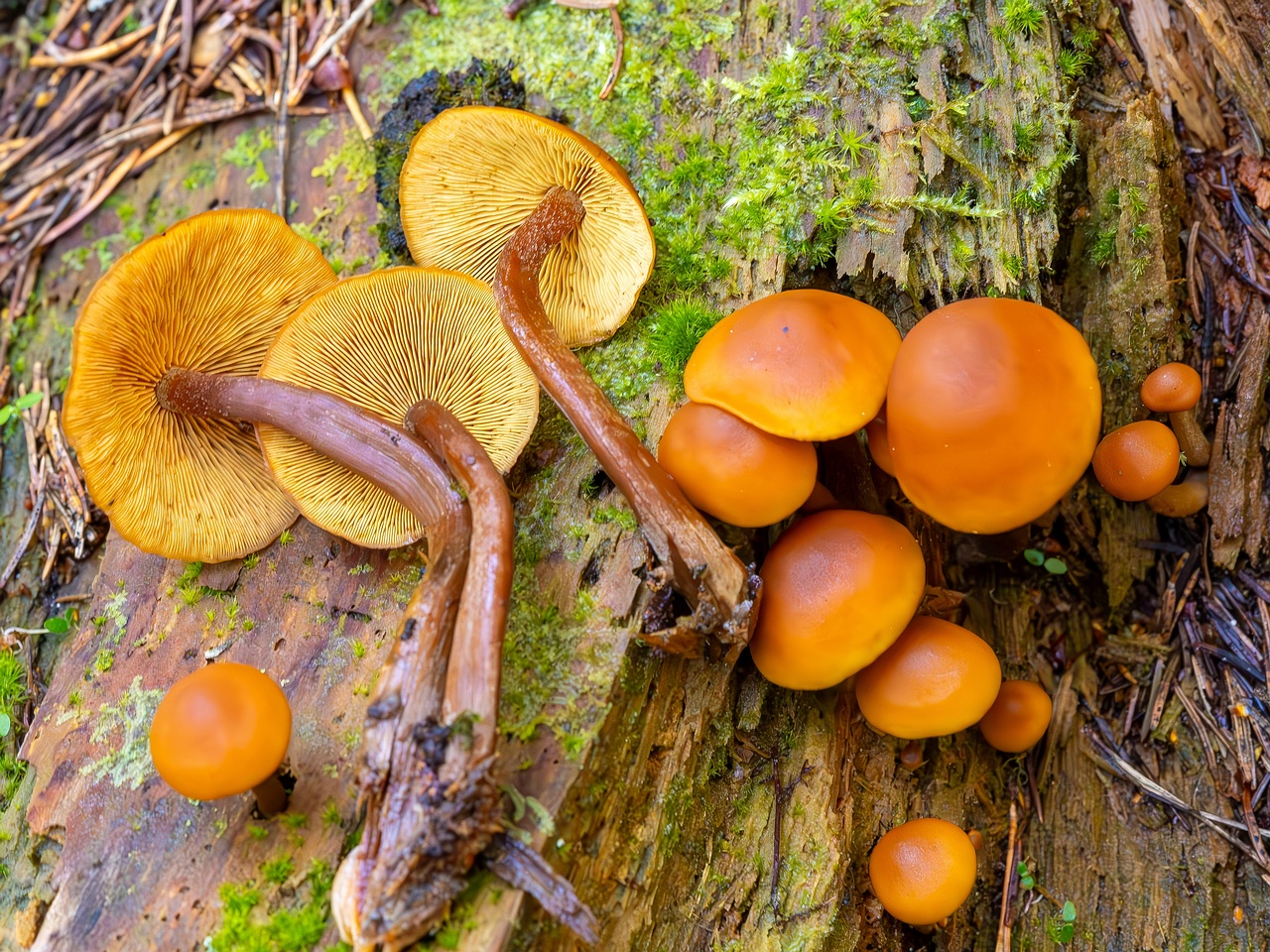 !galerina-marginata_2023-09-14_1-17_