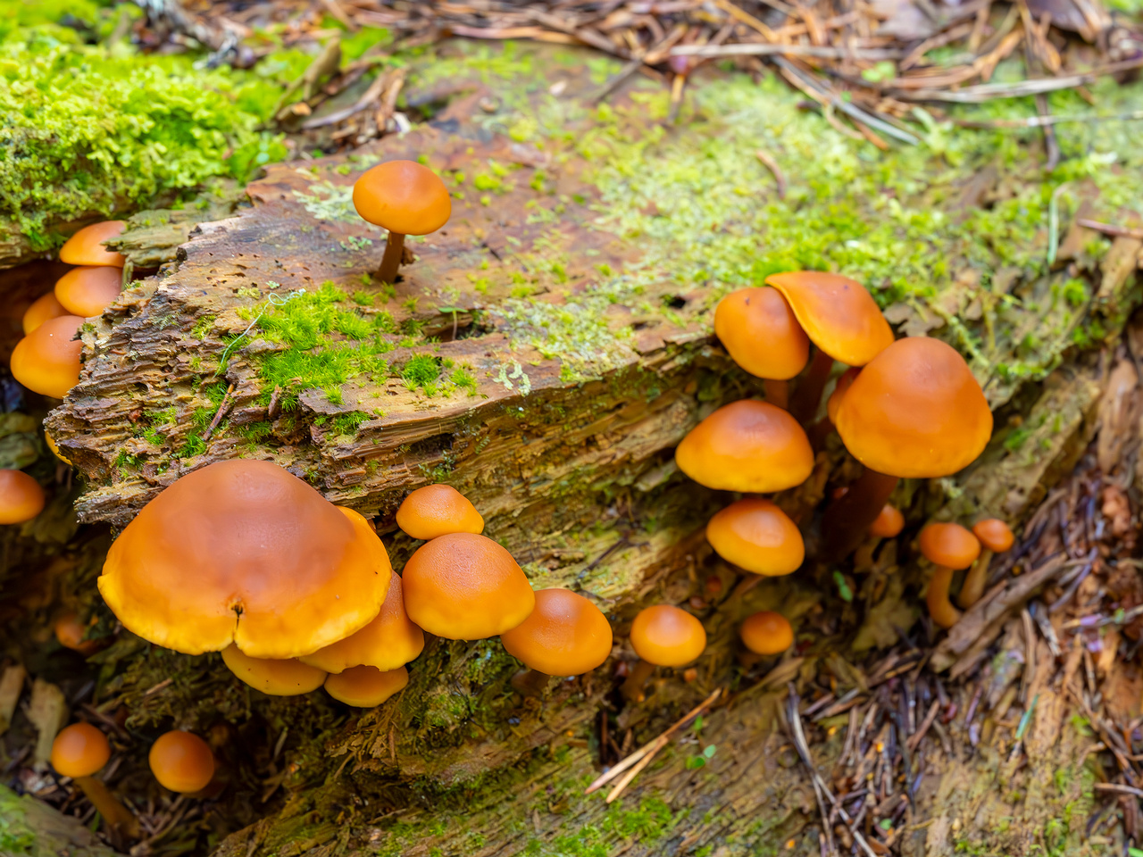 gymnopilus-picreus_2023-09-14_1-1