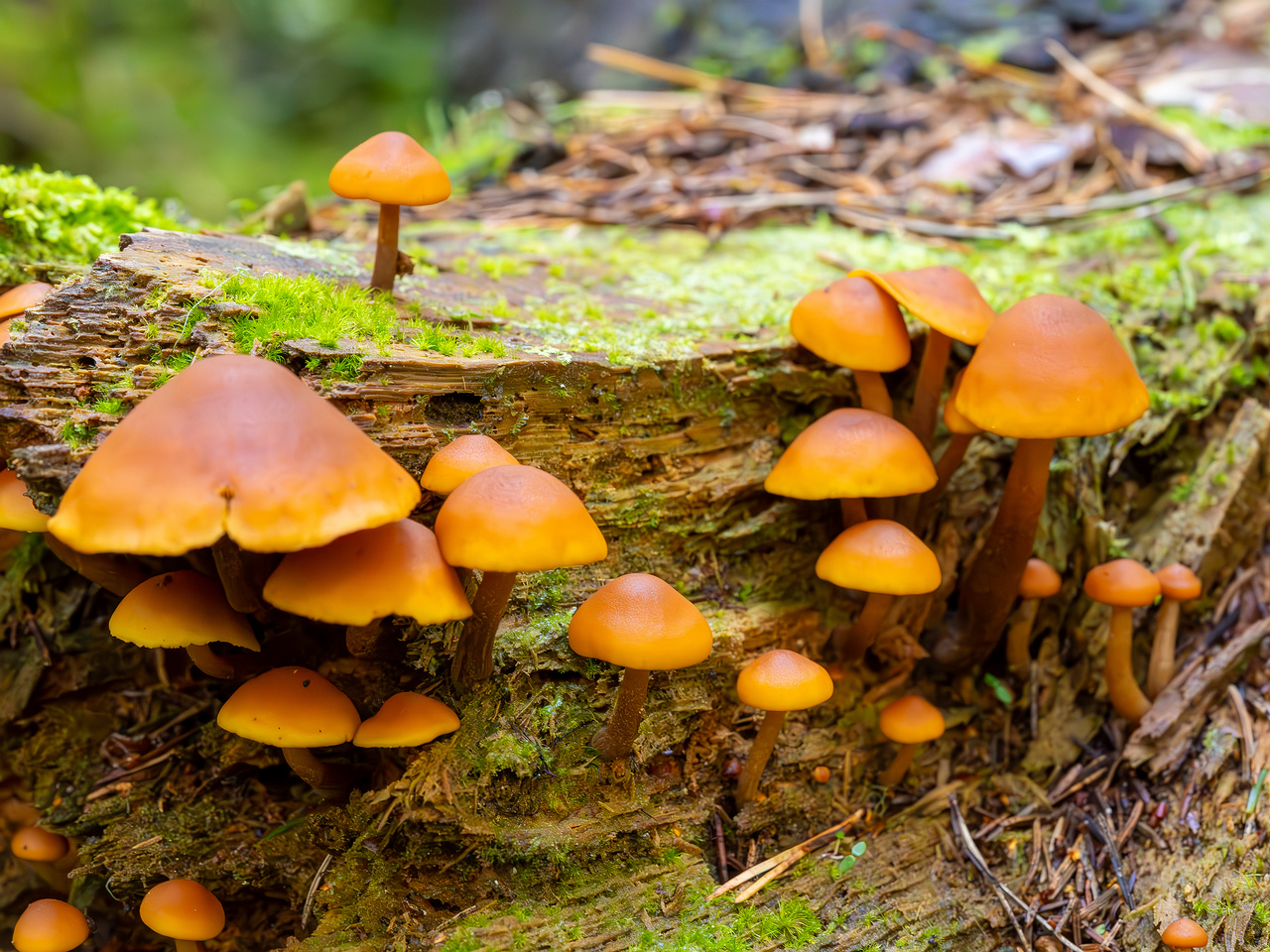 gymnopilus-picreus_2023-09-14_1-10