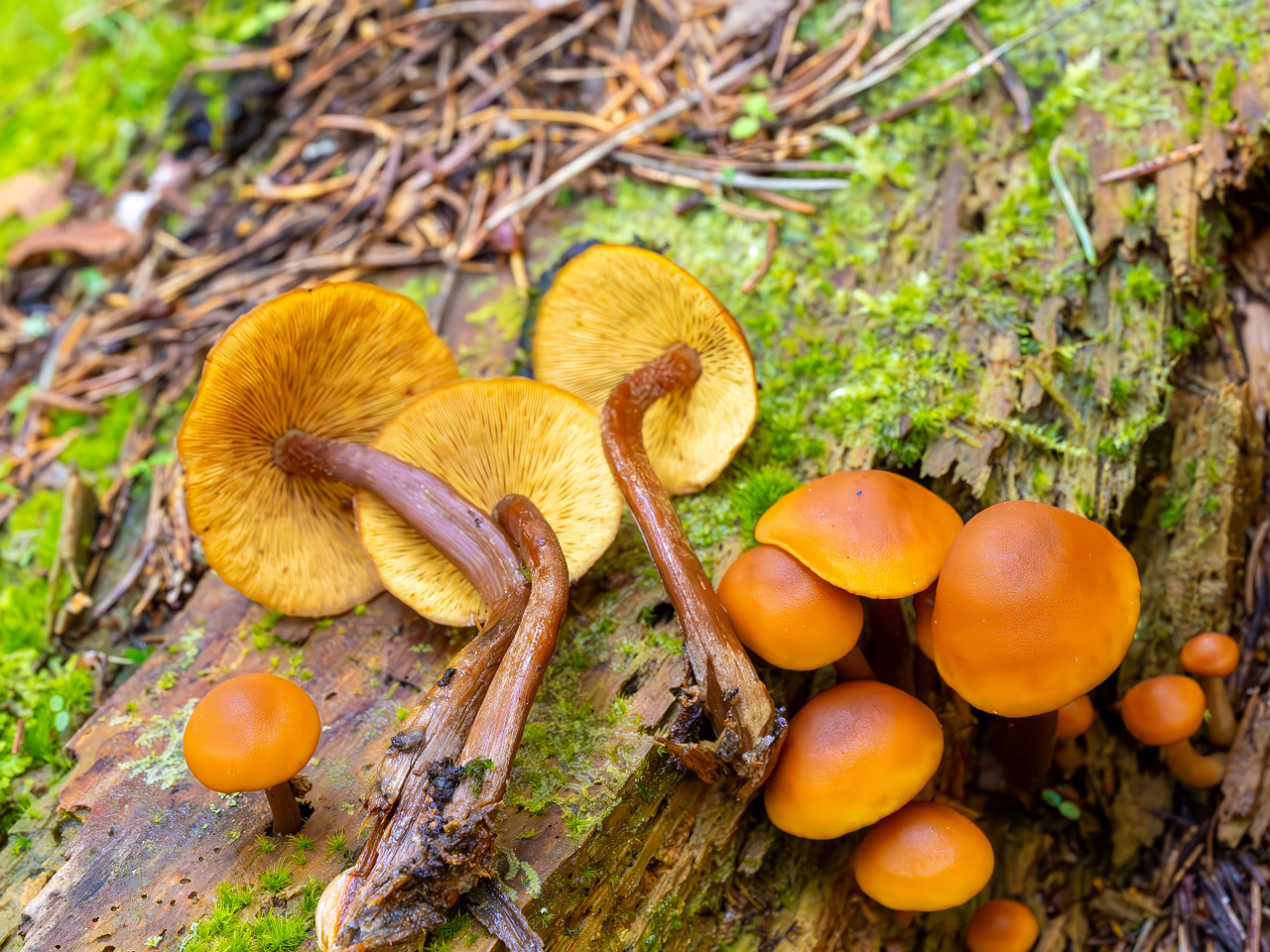 gymnopilus-picreus_2023-09-14_1-11