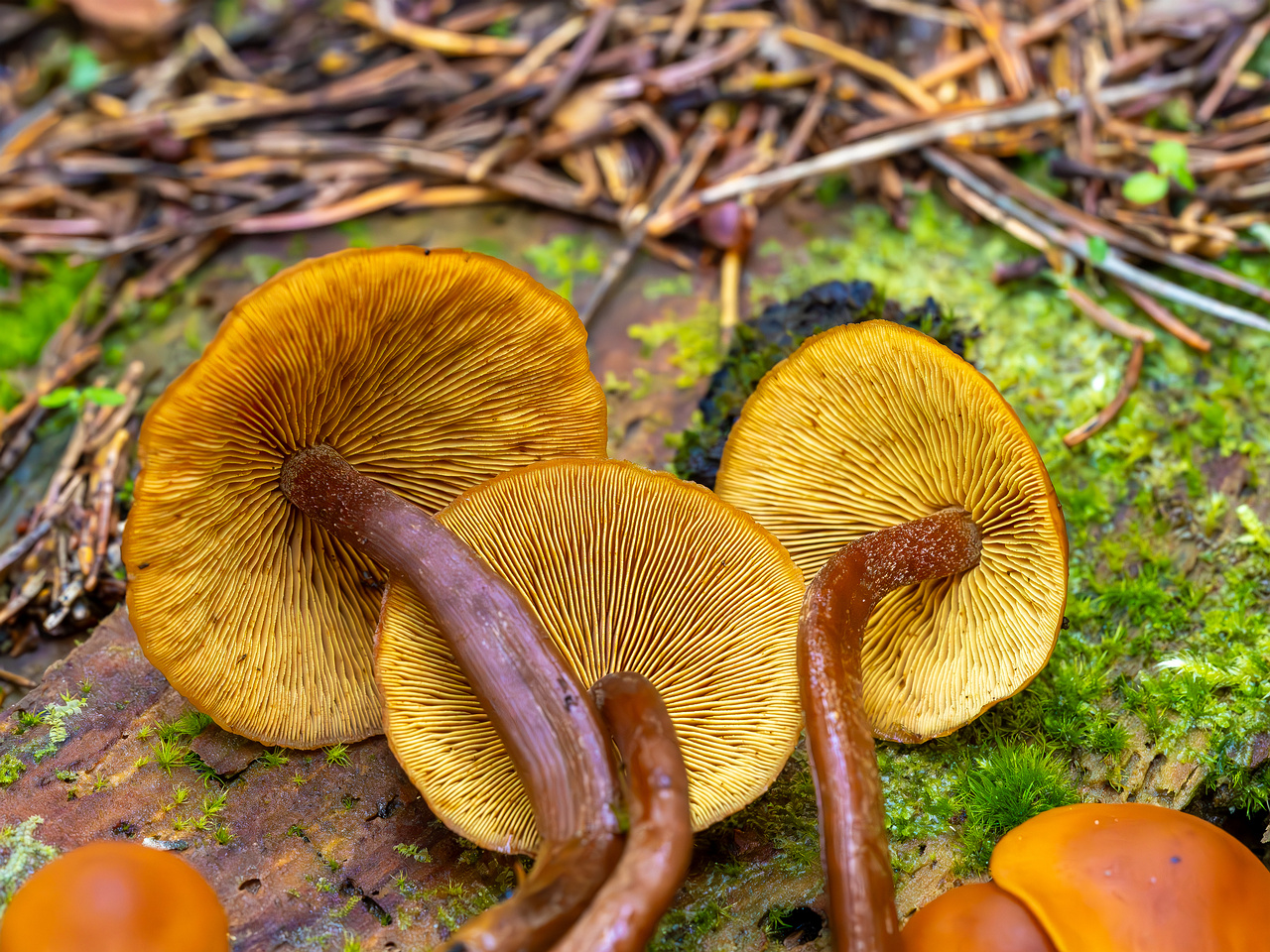 gymnopilus-picreus_2023-09-14_1-12