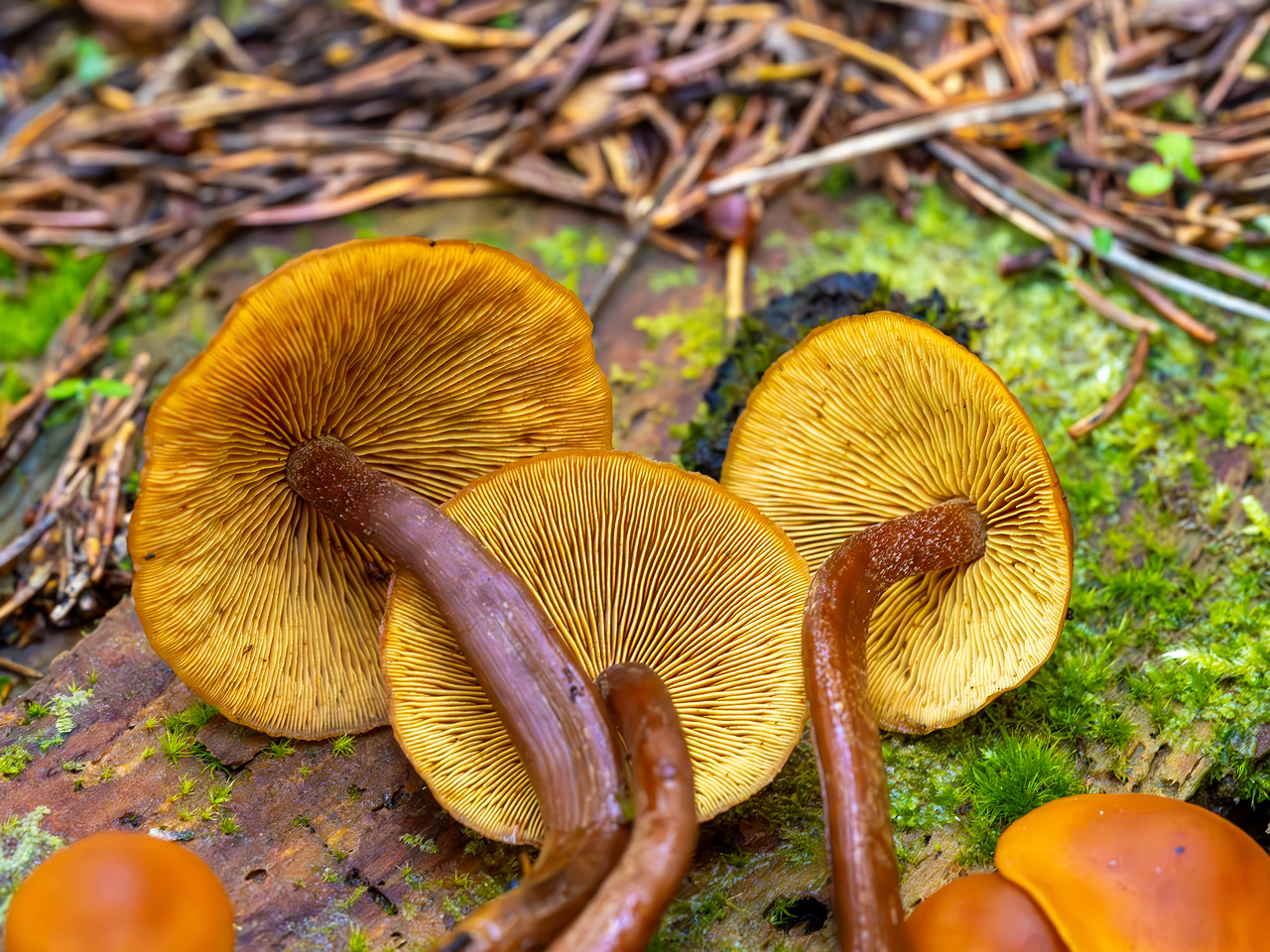 gymnopilus-picreus_2023-09-14_1-14