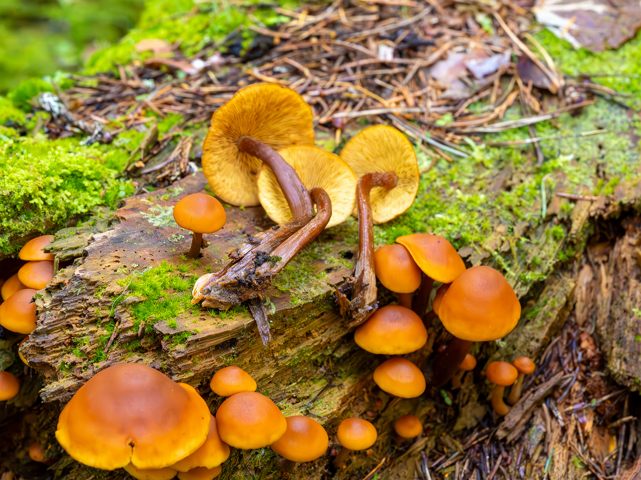 gymnopilus-picreus_2023-09-14_1-15