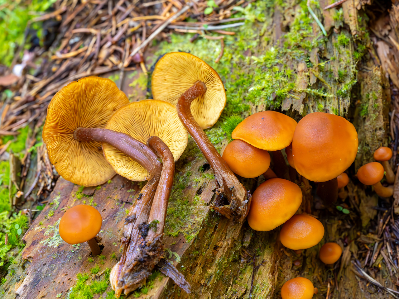 gymnopilus-picreus_2023-09-14_1-16