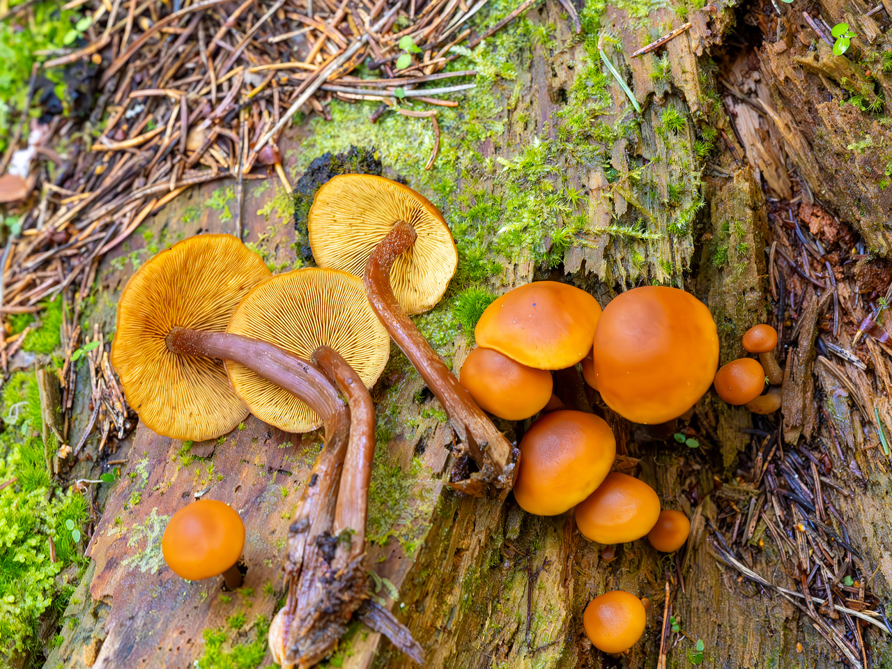 gymnopilus-picreus_2023-09-14_1-17