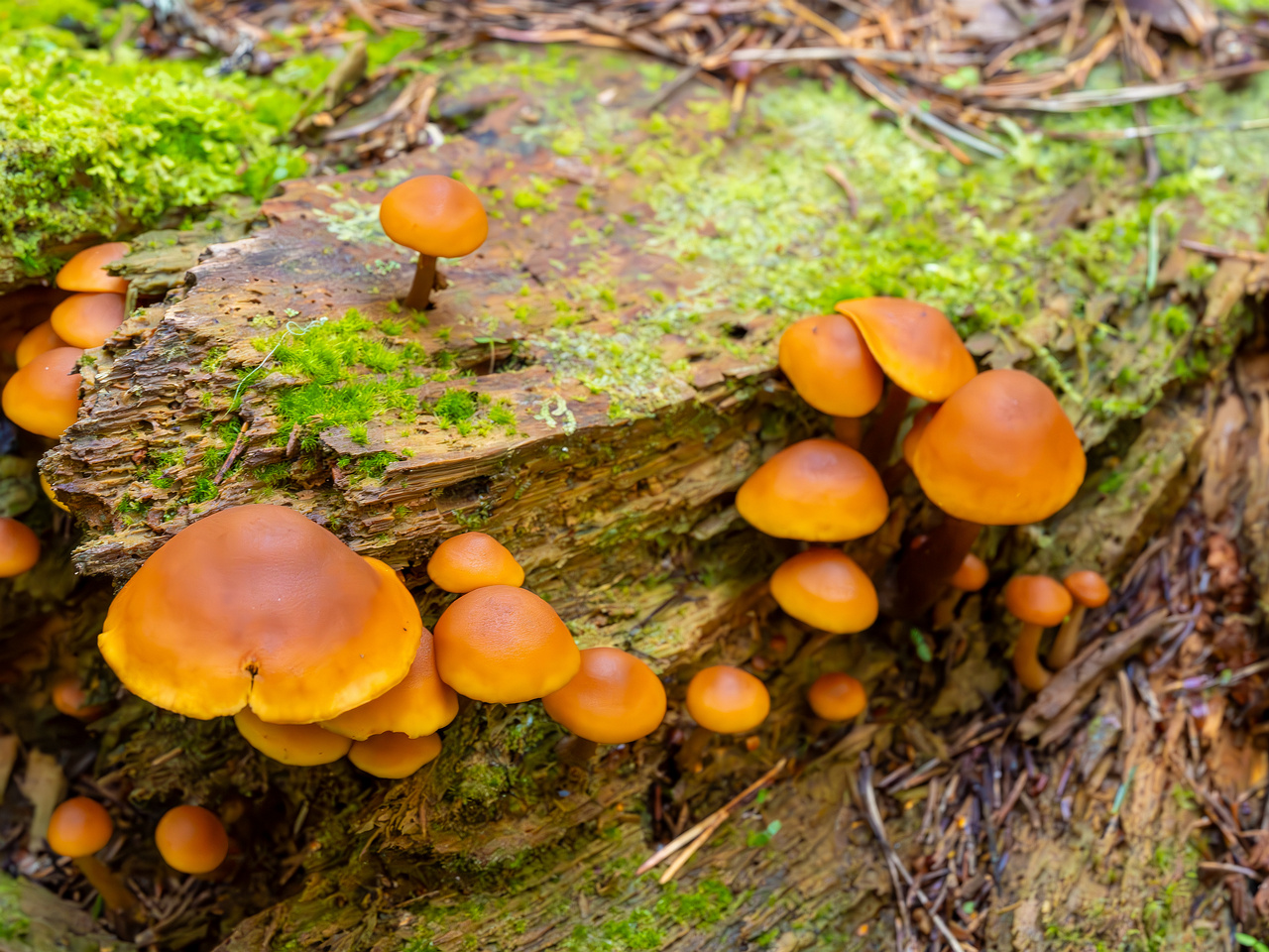 gymnopilus-picreus_2023-09-14_1-2