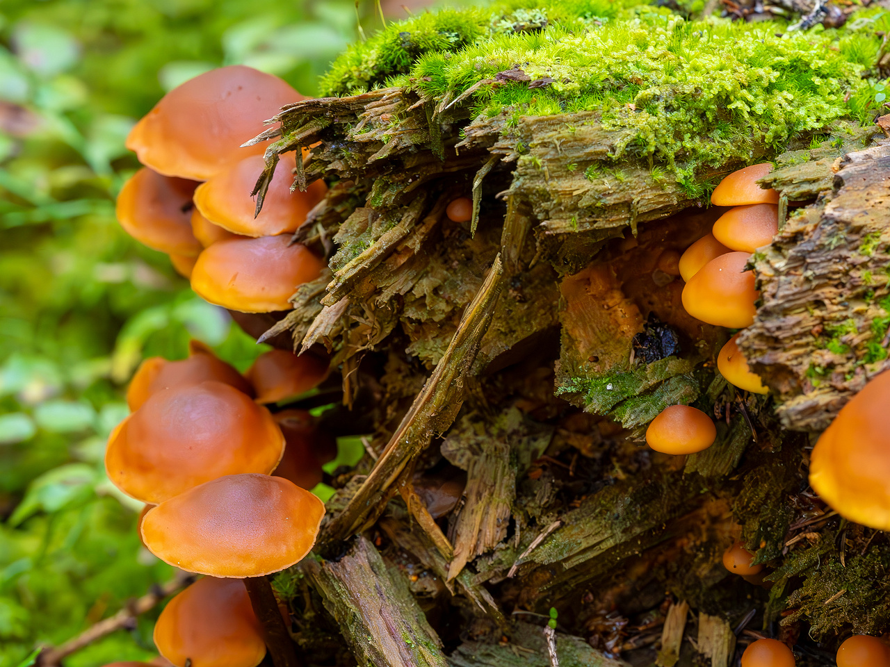 gymnopilus-picreus_2023-09-14_1-3