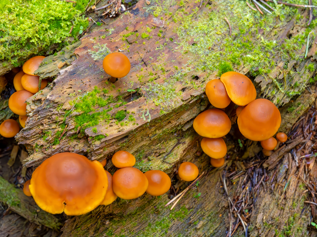 gymnopilus-picreus_2023-09-14_1-4