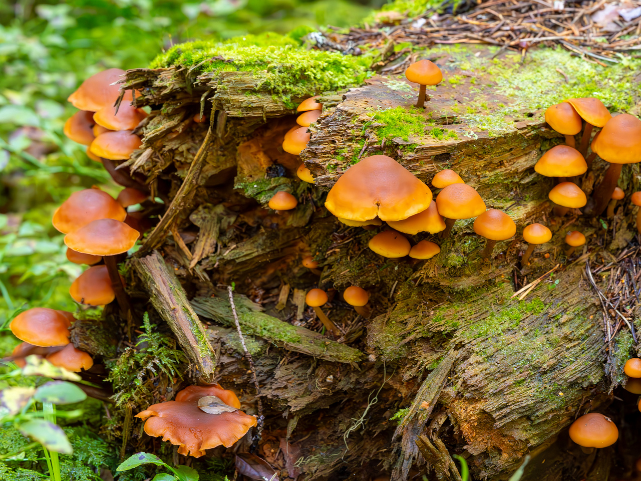 gymnopilus-picreus_2023-09-14_1-6