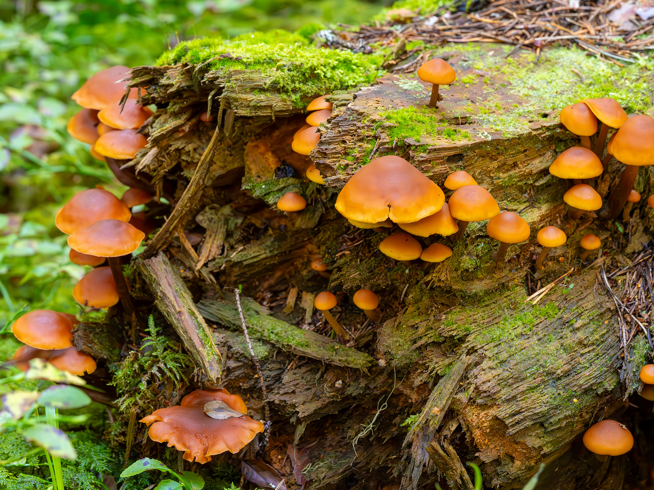 gymnopilus-picreus_2023-09-14_1-7