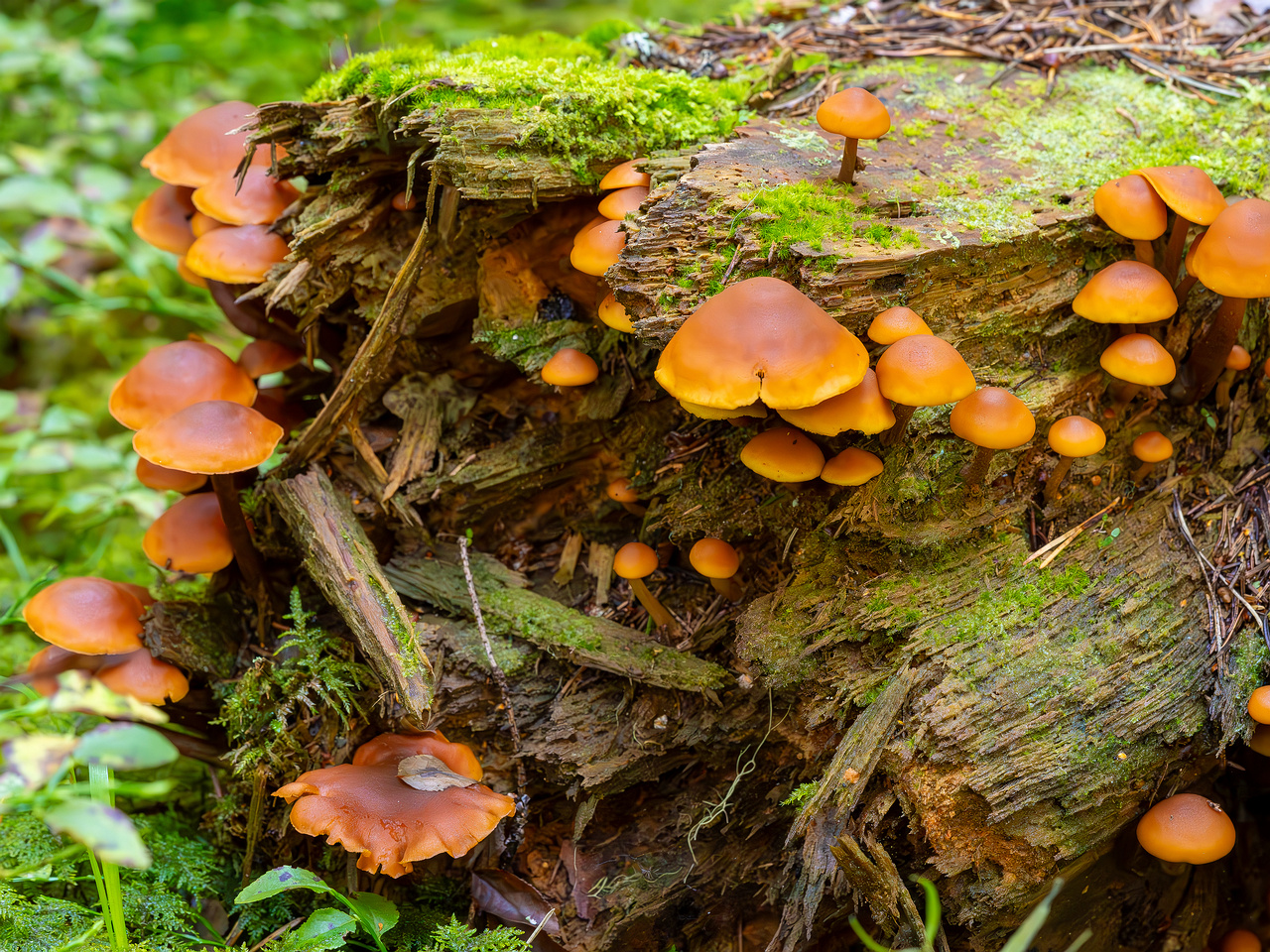 gymnopilus-picreus_2023-09-14_1-8