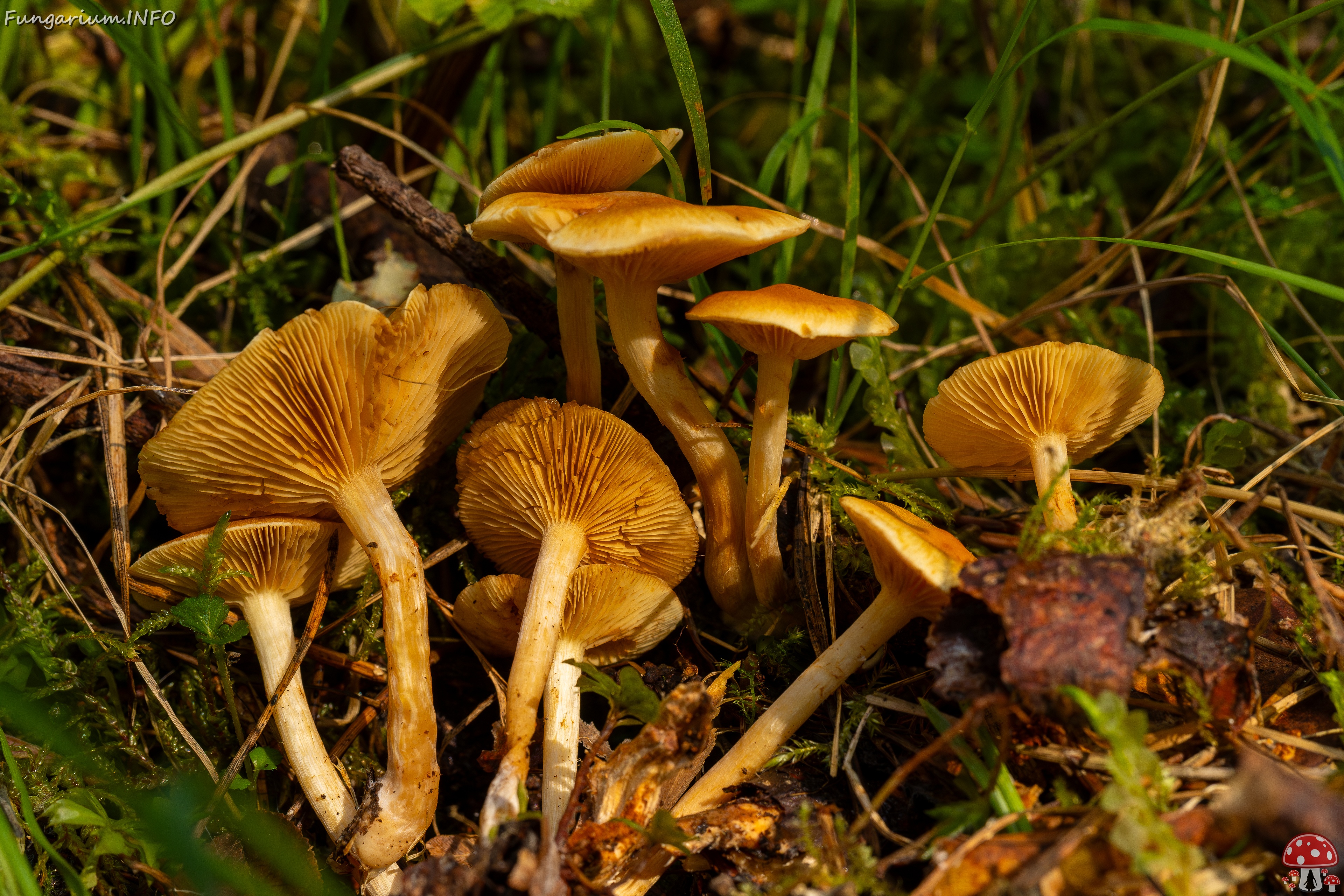 !Gymnopilus penetrans _2025-09-06_1-12 