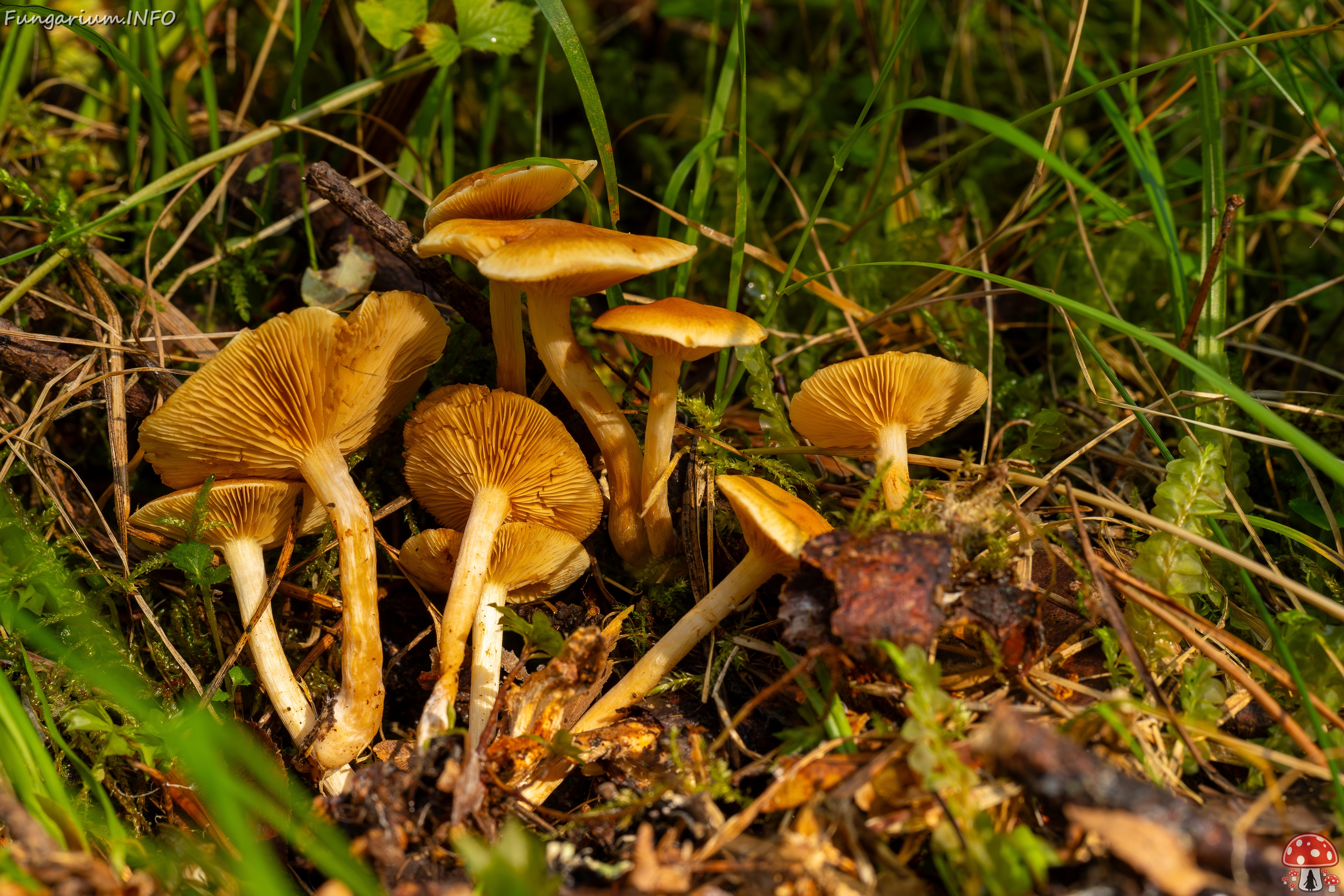 Gymnopilus penetrans _2025-09-06_1-10 