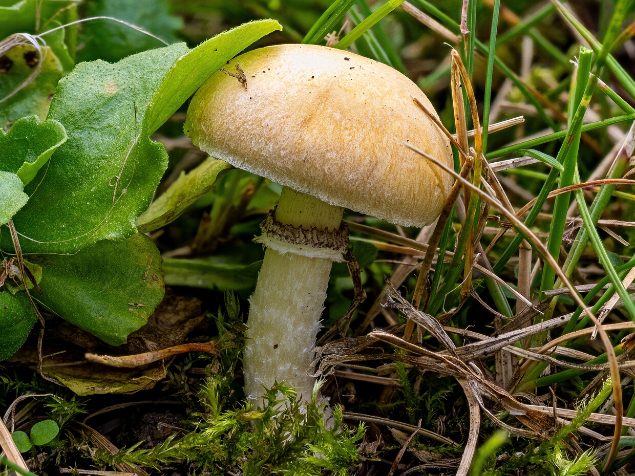 Псилоцибе корончатая - Psilocybe coronilla