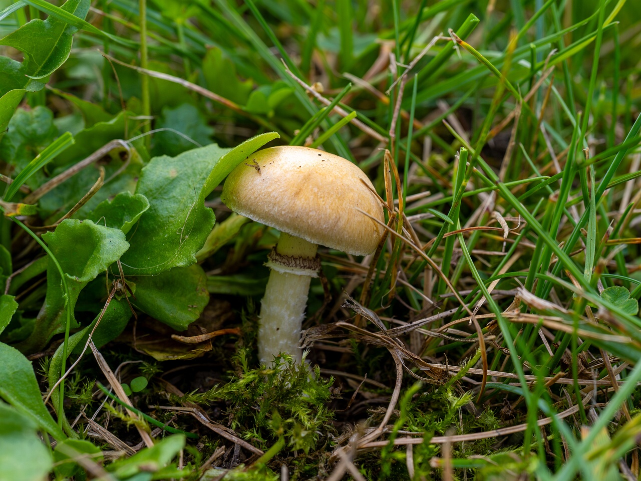 Psilocybe coronilla _2026-08-28_2-1