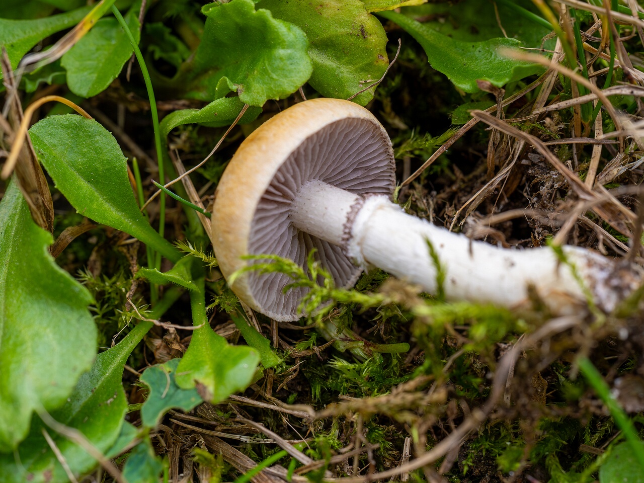 Psilocybe coronilla _2026-08-28_2-2