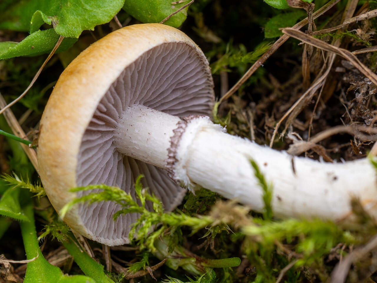 Psilocybe coronilla _2026-08-28_2-3