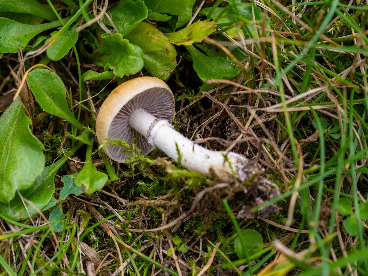 Psilocybe coronilla _2026-08-28_2-4