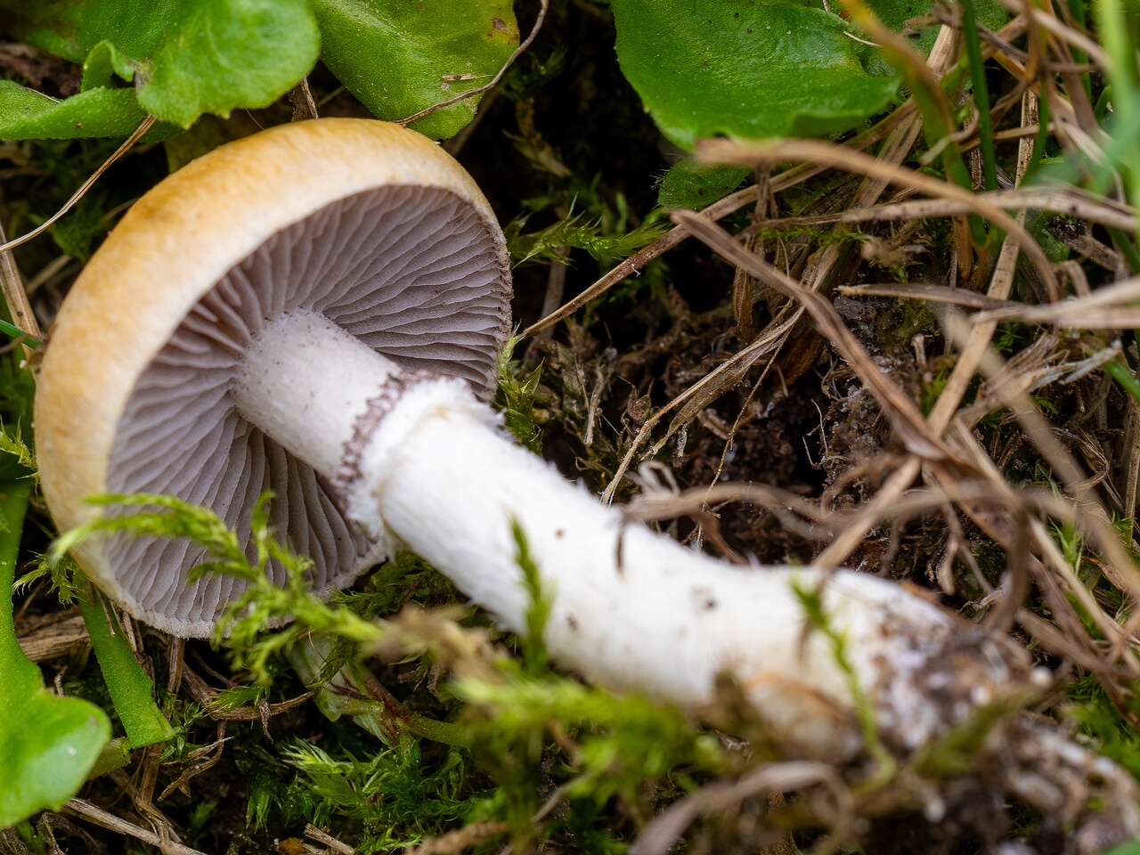 Psilocybe coronilla _2026-08-28_2-5