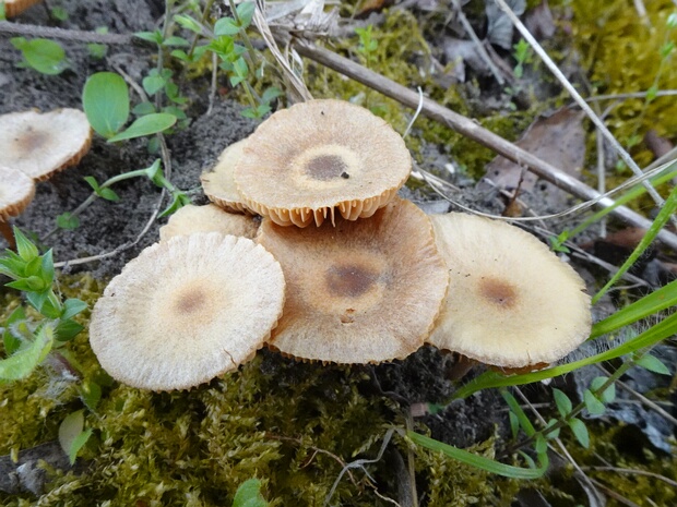 Alnicola scolecina - Альникола червивая - Wormy Alnicola - Wurmiger Erlen-Rotling Alnicola scolecina, also known as Wormy Alnicola or Wurmiger Erlen-Rotling in German, is a small mushroom belonging to...
