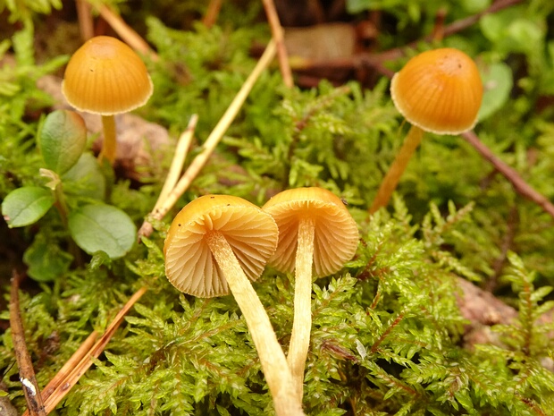 Galerina pumila - Галерина карликовая - Dwarf Galerina - Zwergige Galerina Galerina pumila, commonly known as the Dwarf Galerina or Zwergige Galerina, is a small basidiomycete mushroom belonging...