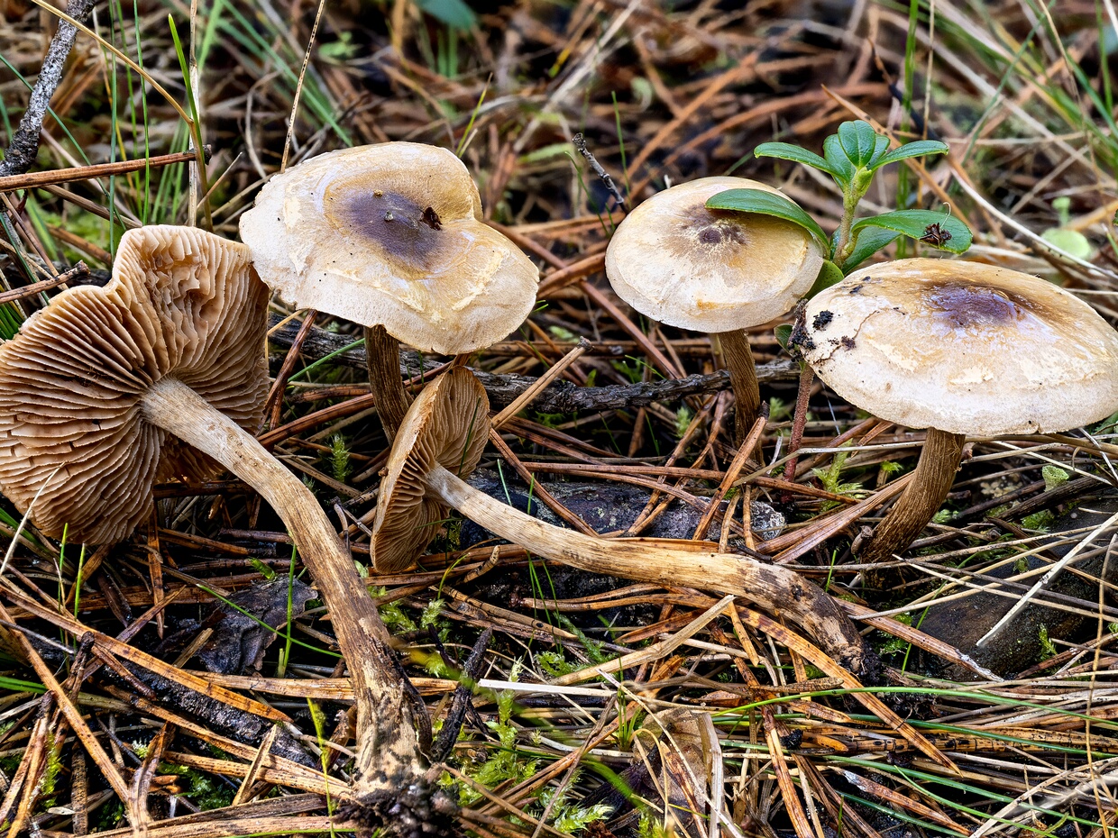 Гебелома опоясанная - Hebeloma mesophaeum