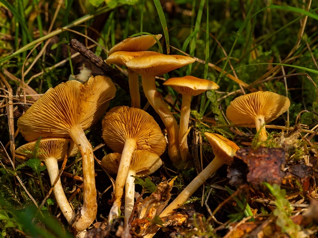 Gymnopilus penetrans - Гимнопил проникающий - Straw-yellow Gymnopilus - Gelbblättriger Hexenröhrling Gymnopilus penetrans, also known as the straw-yellow gymnopilus, is a basidiomycete fungus that is commonly found in...