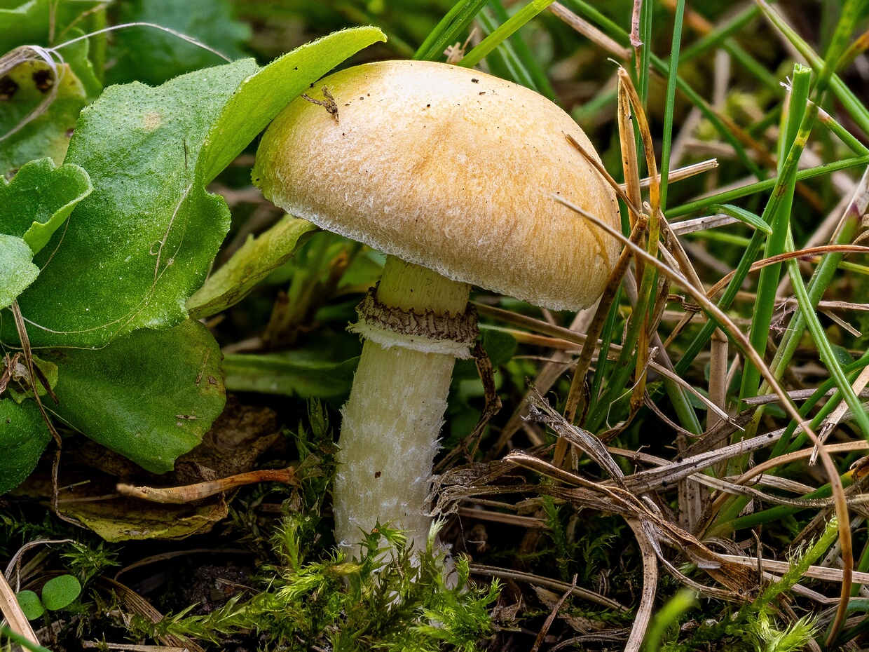 Псилоцибе корончатая - Psilocybe coronilla