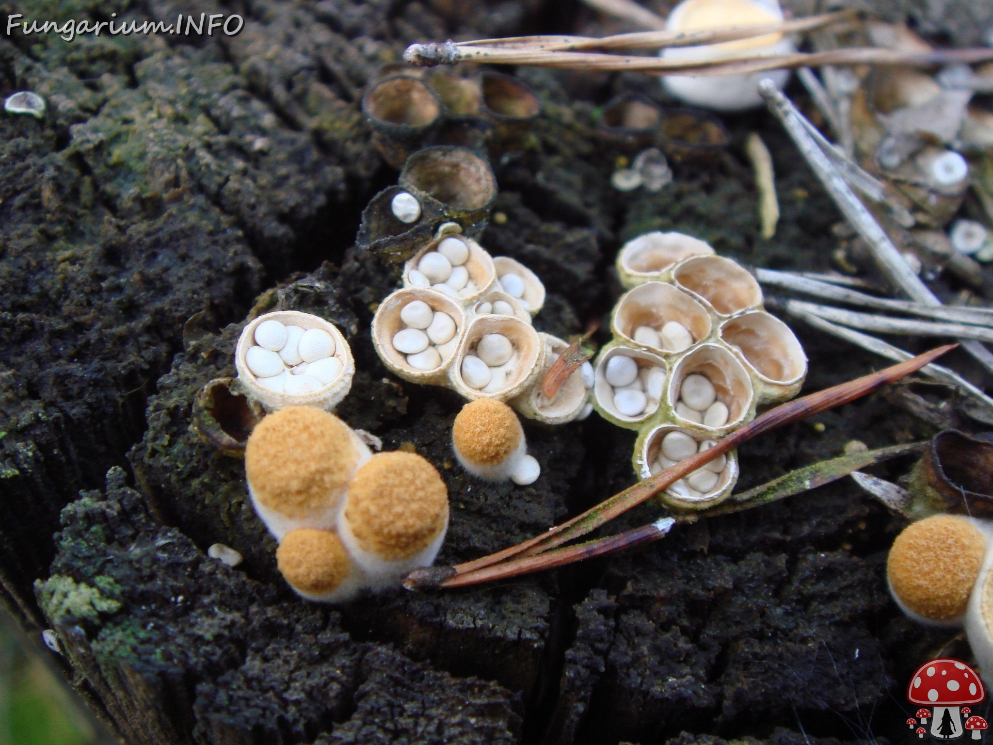 fungi-0003292 