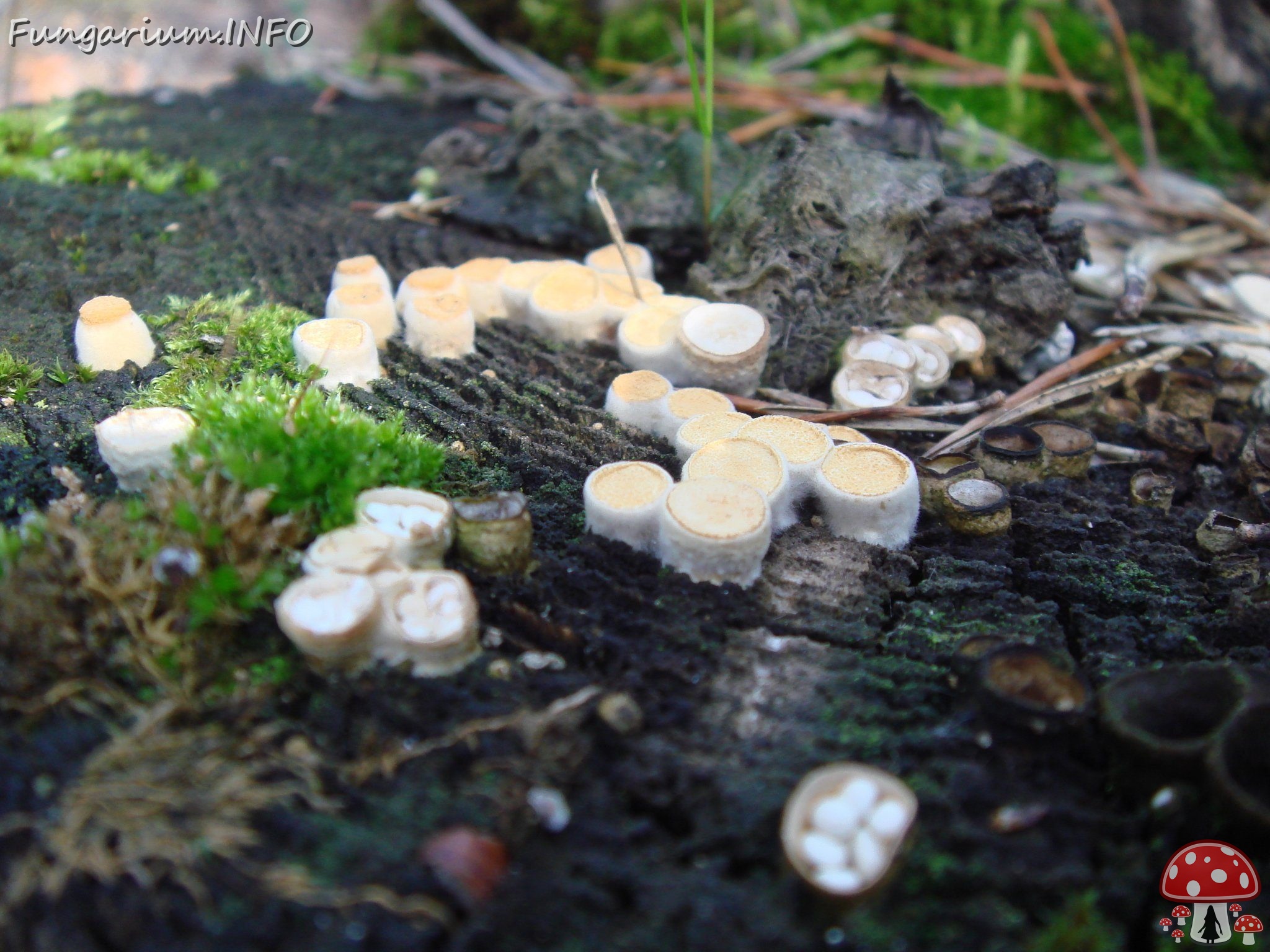 fungi-0003295 