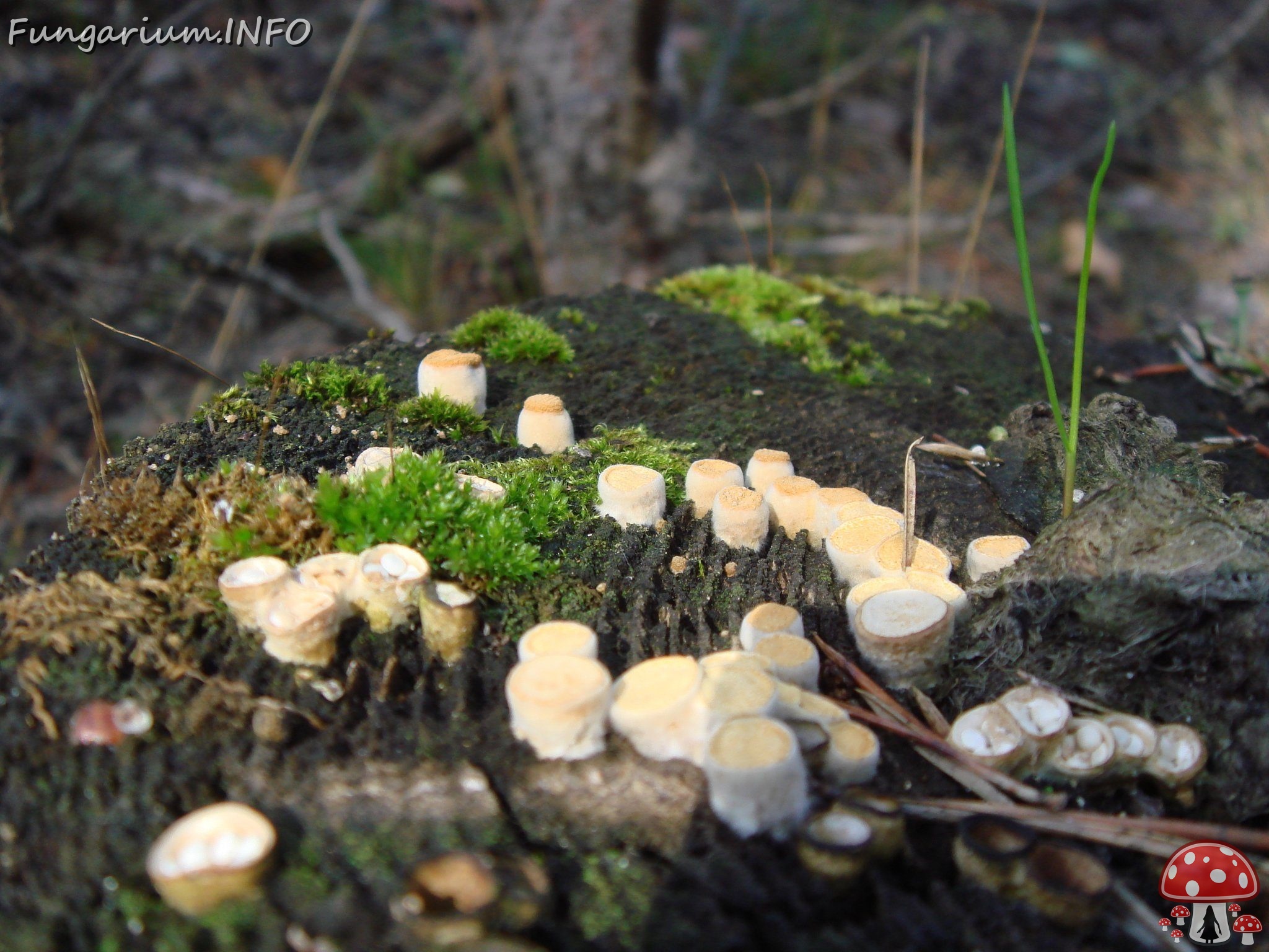 fungi-0003296 