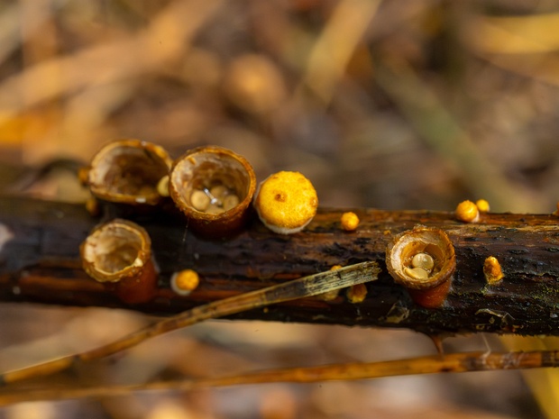 Crucibulum laeve - Бокальчик гладкий - Common Bird's Nest - Glatter Nistkuckuckspilz Crucibulum laeve, also known as the Common Bird's Nest or Glatter Nistkuckuckspilz, is a widely distributed fungus...