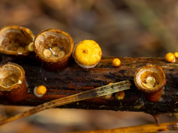 Crucibulum laeve - Бокальчик гладкий - Common Bird's Nest - Glatter Nistkuckuckspilz Crucibulum laeve, also known as the Common Bird's Nest or Glatter Nistkuckuckspilz, is a widely distributed fungus...