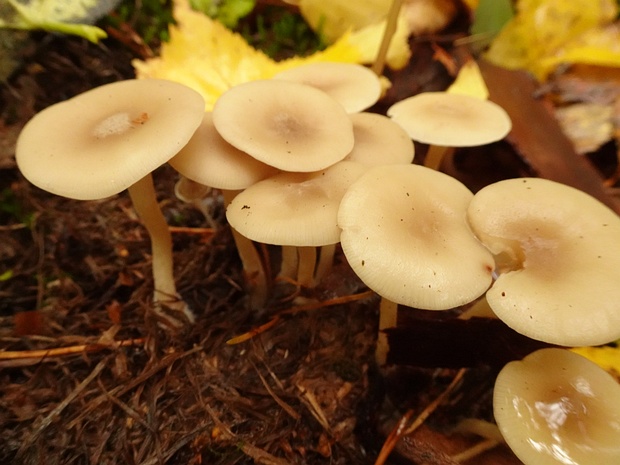 Говорушка благоухающая - Clitocybe fragrans