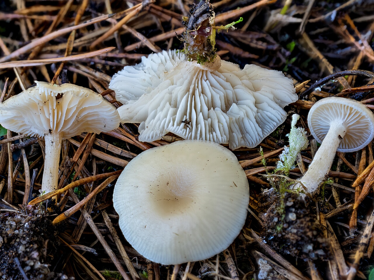 !Clitocybe fragrans _2026-09-14_3-1