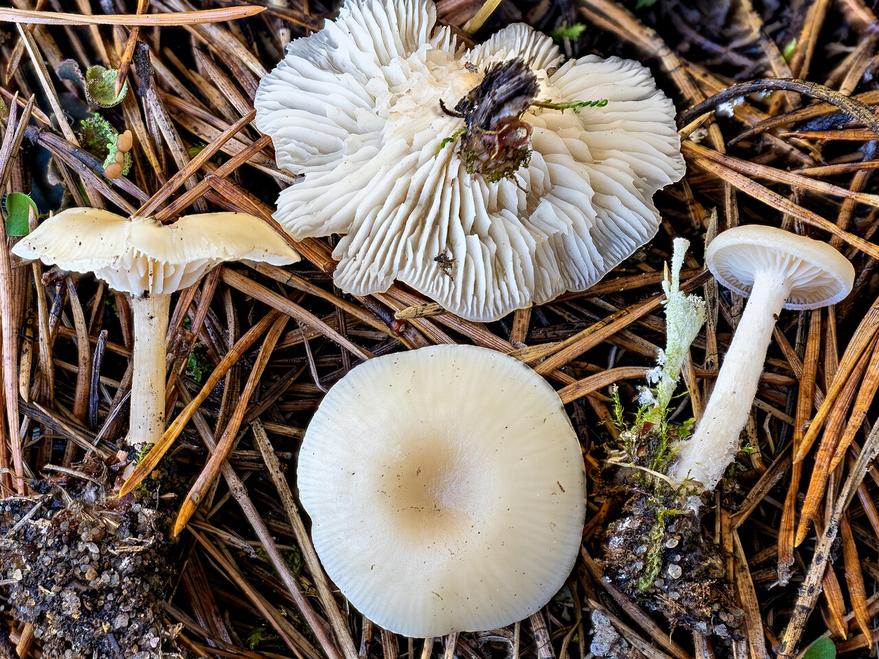 Clitocybe fragrans _2026-09-14_1-1