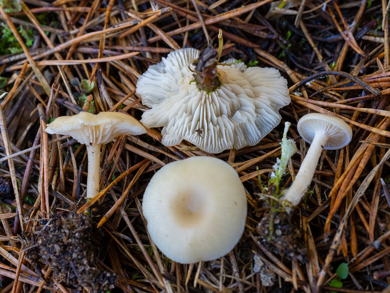 Clitocybe fragrans _2026-09-14_2-1