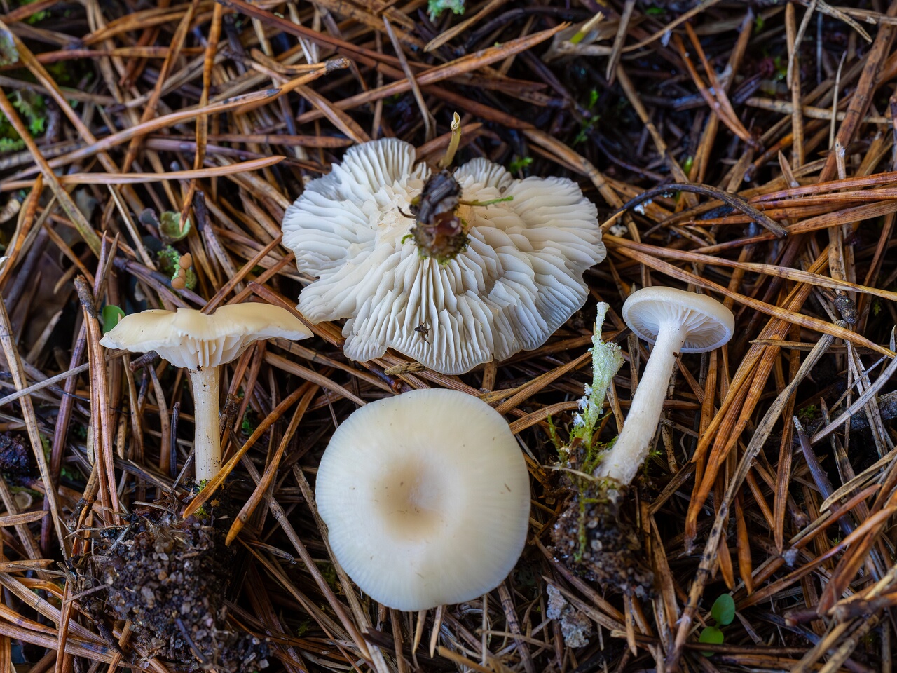 Clitocybe fragrans _2026-09-14_2-2