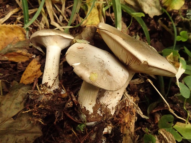 Говорушка дымчатая - Clitocybe nebularis