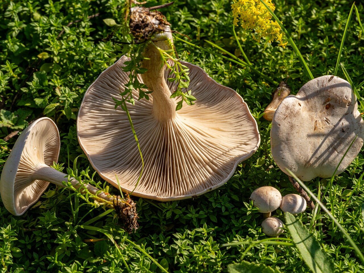 !Сlitocybe rivulosa _2023-09-03_1-1