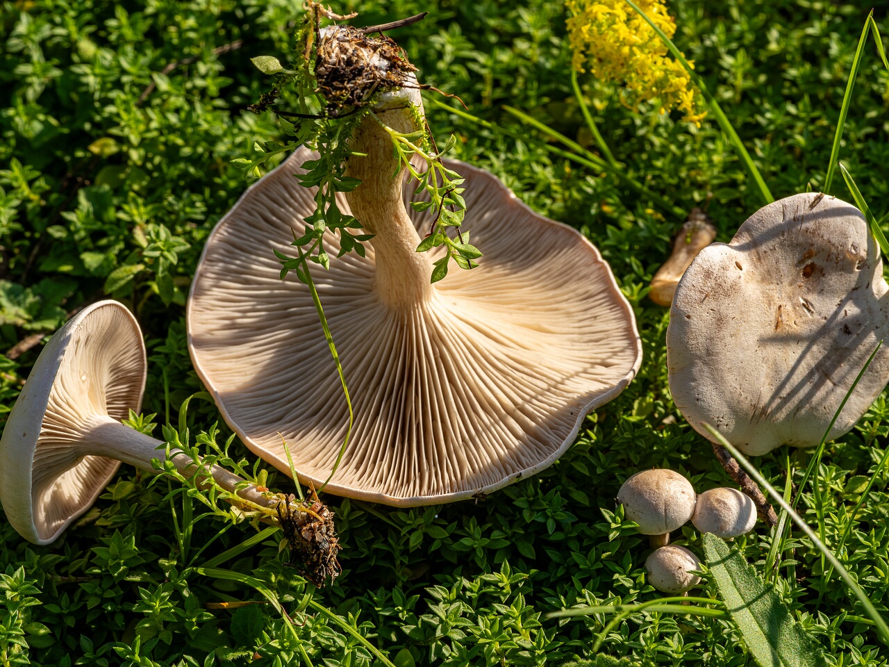 Сlitocybe rivulosa _2023-09-03_1-2
