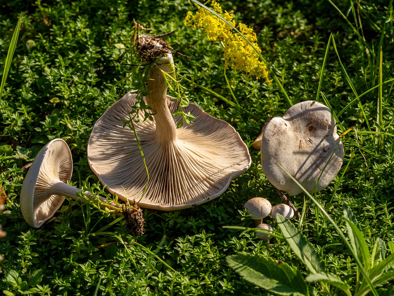 Сlitocybe rivulosa _2023-09-03_1-3