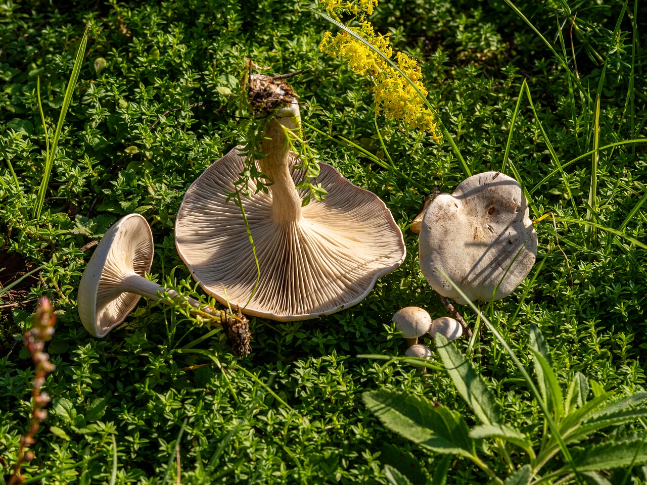 Сlitocybe rivulosa _2023-09-03_1-4
