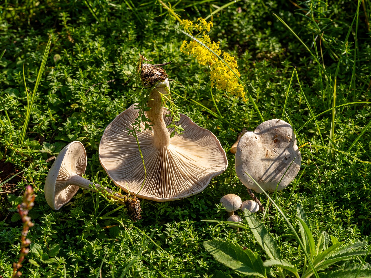 Сlitocybe rivulosa _2023-09-03_1-5