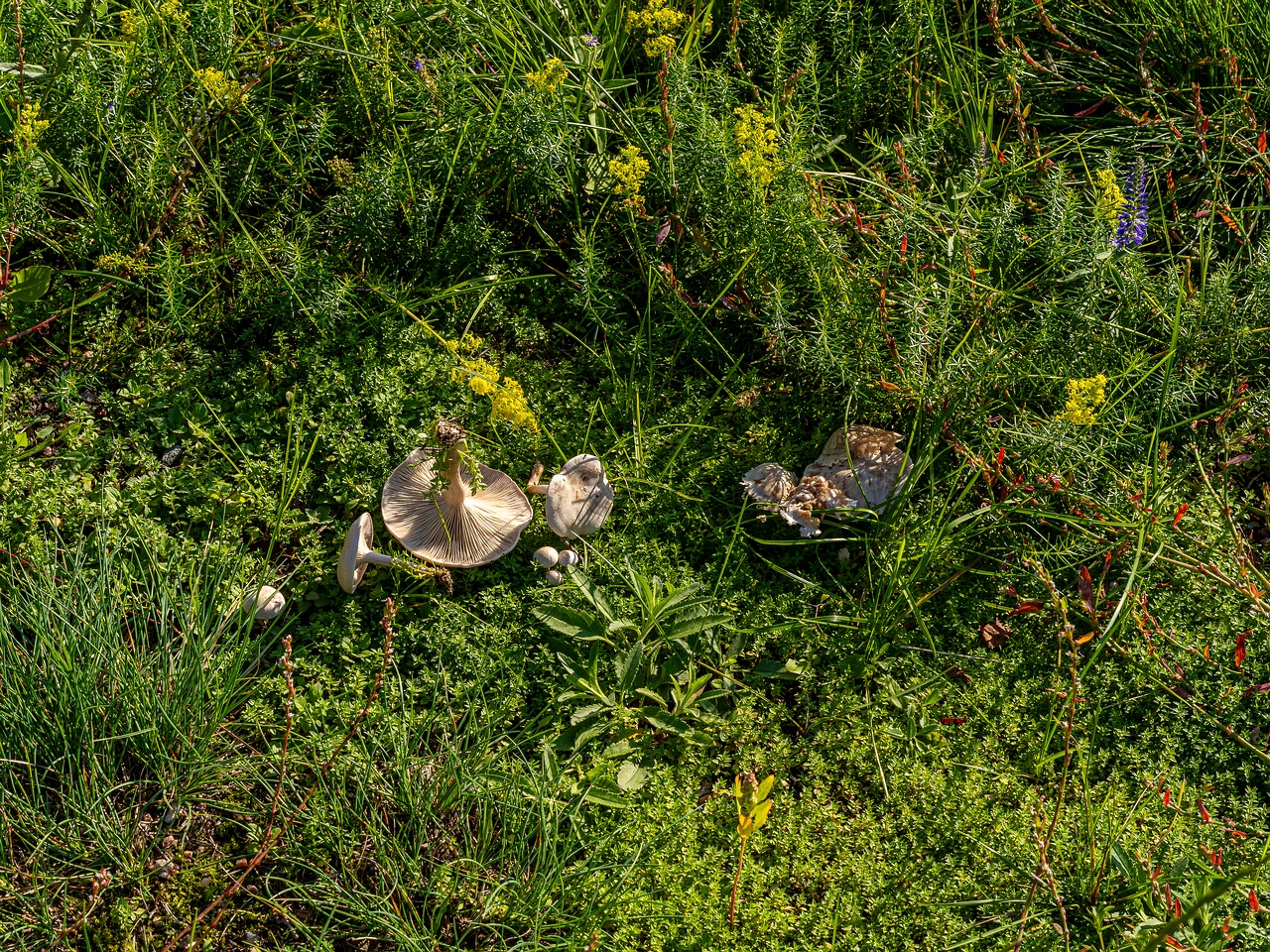 Сlitocybe rivulosa _2023-09-03_1-6