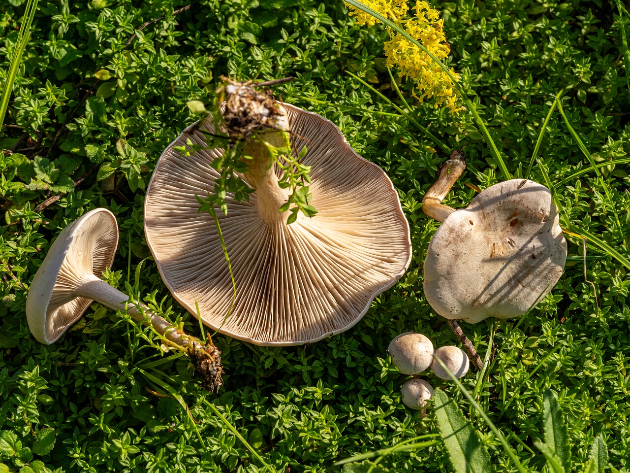 Сlitocybe rivulosa _2023-09-03_2-1