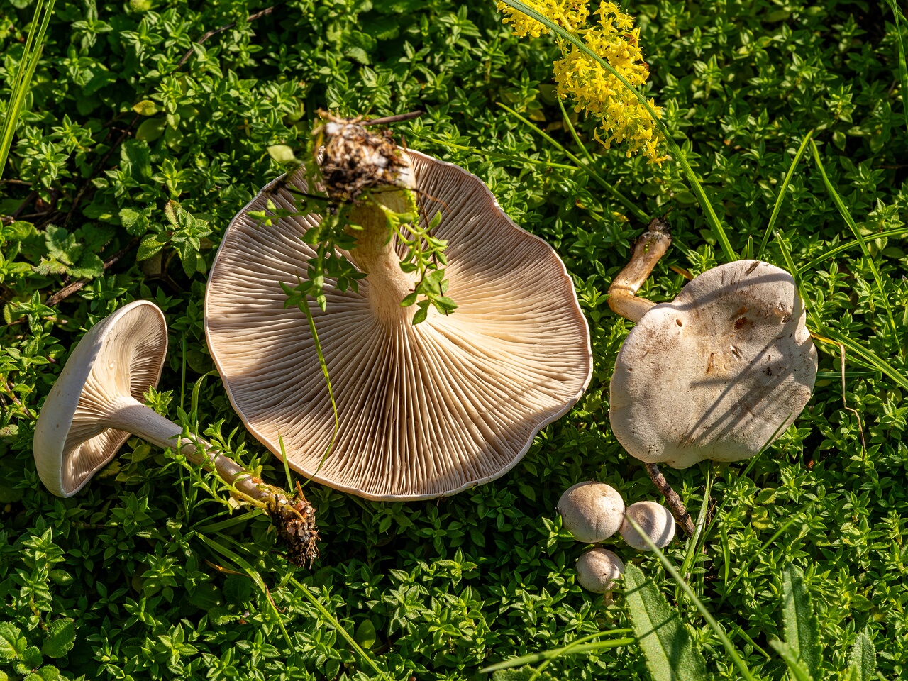 Сlitocybe rivulosa _2023-09-03_2-2